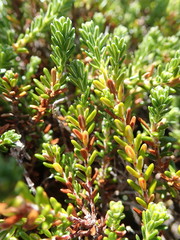 Empetrum eamesii