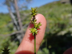 Carex wiegandii