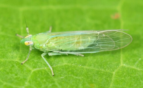 Saccharosydne saccharivora (Westwood, 1833)