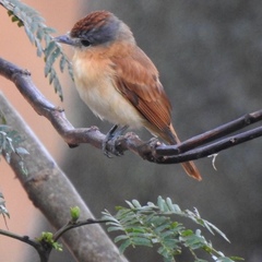 Pachyramphus castaneus