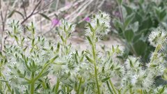 Cryptantha ganderi