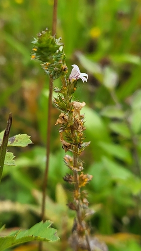 Coleosporium euphrasiae