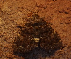 Metalectra richardsi