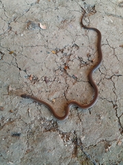 Tantilla melanocephala