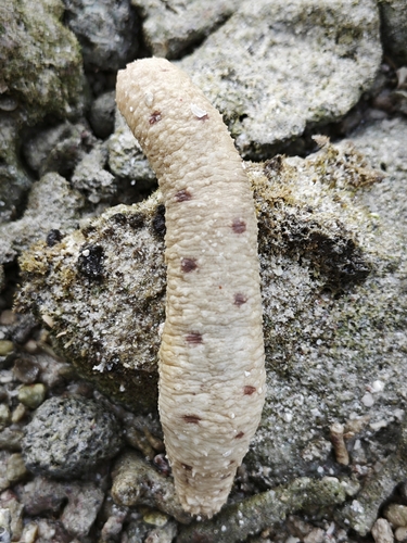 Holothuria arenicola observed 2023-08-28