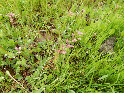 iNaturalist observation photo of Shining Pepperweed