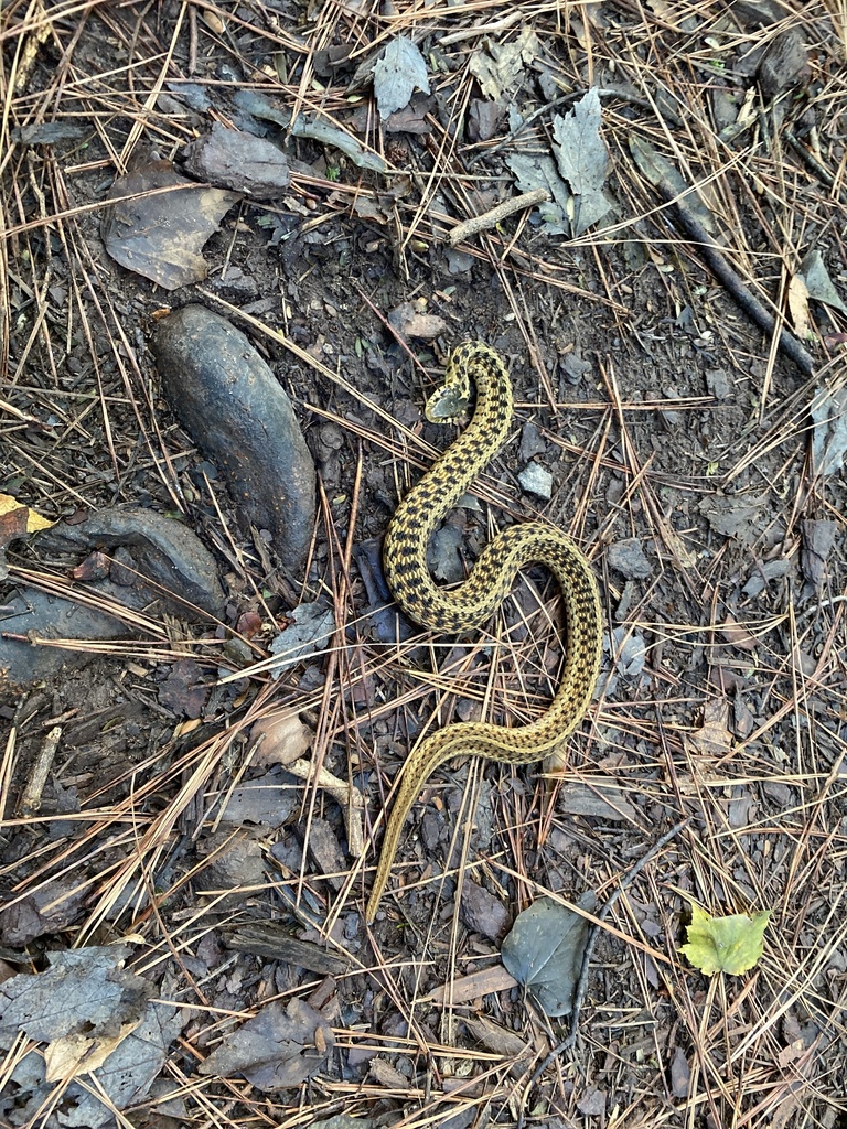 Common Garter Snake from Athens Dr, Raleigh, NC, US on August 28, 2023 ...