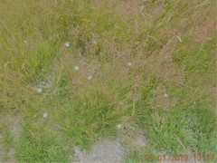 Wahlenbergia albomarginata