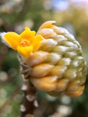 Edgeworthia chrysantha