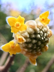 Edgeworthia chrysantha