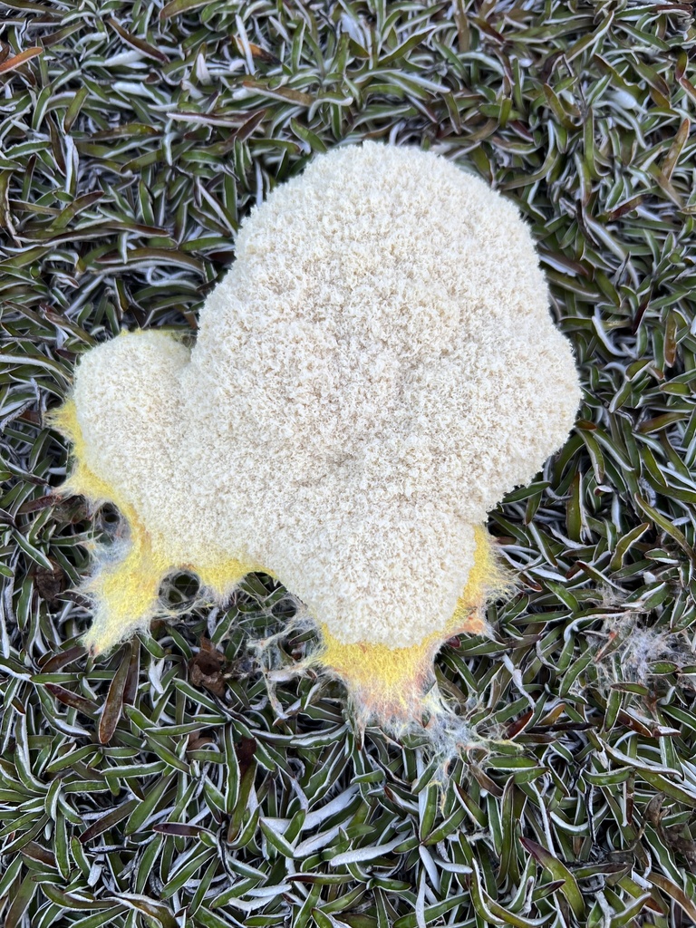 dog-vomit-slime-mold-from-w-64th-pl-inglewood-ca-us-on-august-28