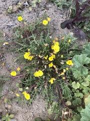 Eulobus sceptrostigma