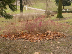 Symphoricarpos orbiculatus