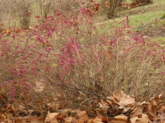 Symphoricarpos orbiculatus