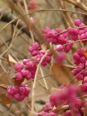 Symphoricarpos orbiculatus