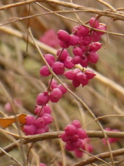 Symphoricarpos orbiculatus
