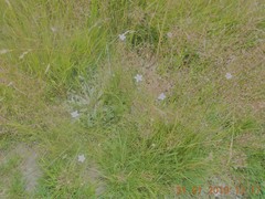 Wahlenbergia albomarginata