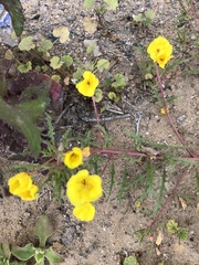 Eulobus sceptrostigma