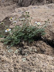 Amauria rotundifolia