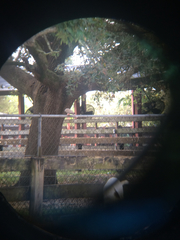 Streptopelia decaocto