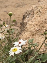 Amauria rotundifolia