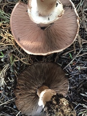 Agaricus brunneofibrillosus