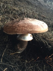 Agaricus brunneofibrillosus