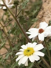 Amauria rotundifolia