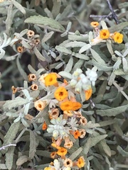 Buddleja corrugata