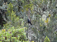 Diglossa lafresnayii