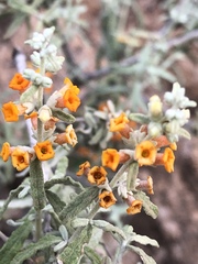 Buddleja corrugata