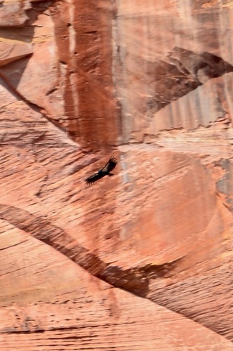 iNaturalist observation 2019-02-15