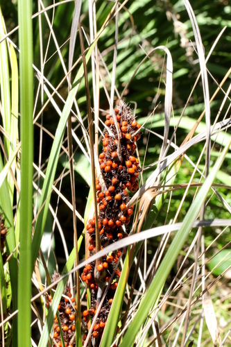 Gahnia aspera