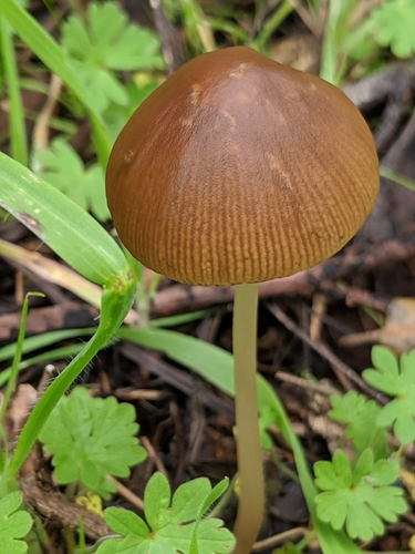 Parasola conopilus image