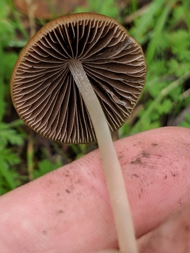 Parasola conopilus image