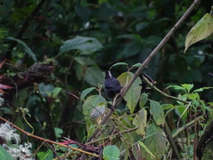 Atlapetes pallidinucha