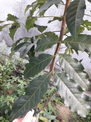 Talisia esculenta