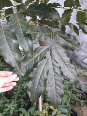 Talisia esculenta