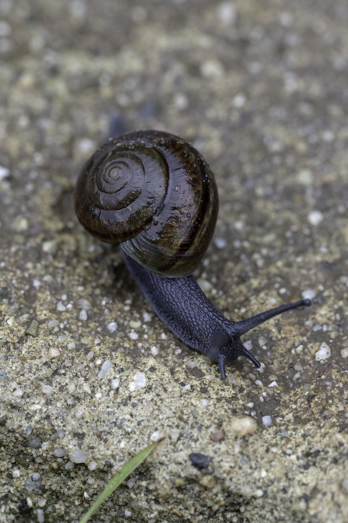 Pacoima Shoulderband Snail