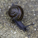 Trask Shoulderband Snail - Photo (c) Zack Abbey, some rights reserved (CC BY), uploaded by Zack Abbey