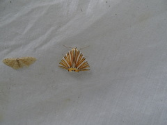 Pityeja histrionaria