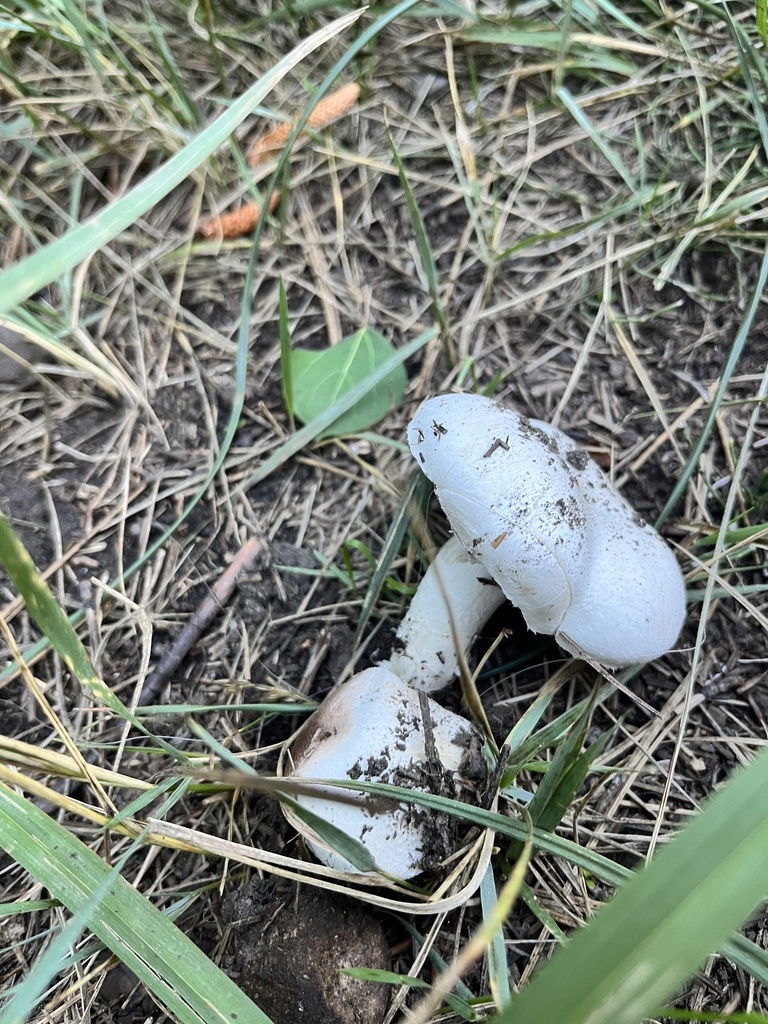 field and button mushrooms from Thomas Creek, Reno, NV, US on August 26, 2023 at 0615 PM by