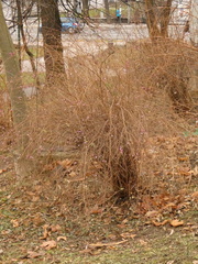 Symphoricarpos doorenbosii