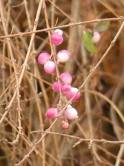 Symphoricarpos doorenbosii