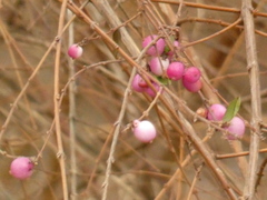 Symphoricarpos doorenbosii