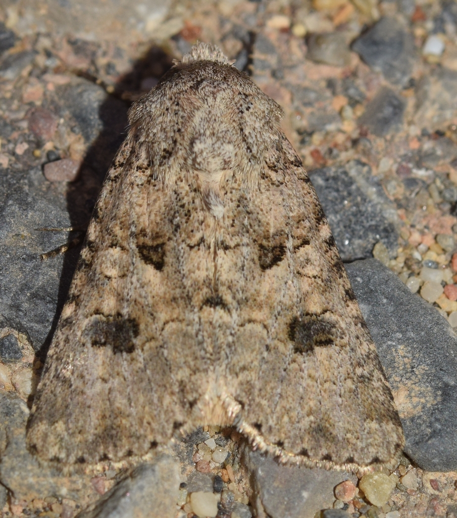 Anarta sodae