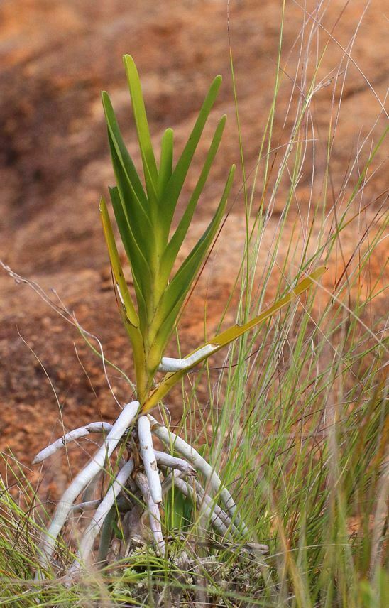 Jumellea rigida