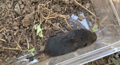 Kachin Red-backed Vole (Eothenomys eleusis) — Data Deficient Mammalia