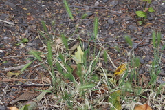 Hordeum murinum murinum