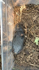 Kachin Chinese Vole photo 2